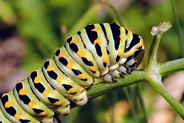 Mature Swallowtail caterpillar on a dill plant.