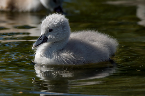 cygne swan oiseau bird lake lac water eau juvenile jeune chick poussin white blanc wildlife nature reflexion reflection 150600 composition animal young cygnet light lumiere resolution high zoom 4k a7r sony tamron a7 family