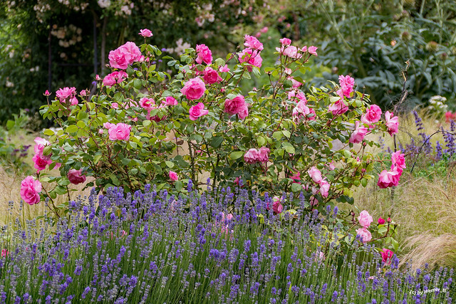 Rosen und Lavendel, roses and lavender
