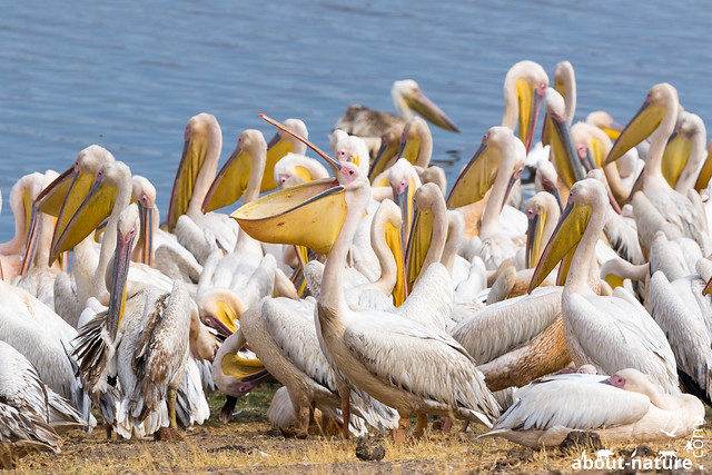 Great white pelican at chobe river