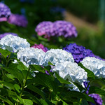紫陽花 Hydrangea