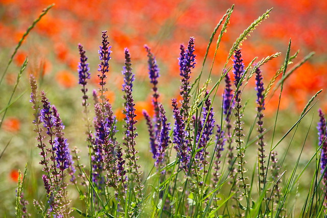 Sunny meadow with Salvia  ♪♫♪ / Napos rét zsályával  ♪♫♪