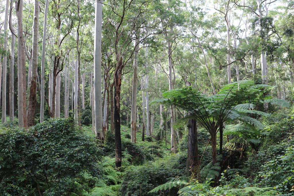 Sydney Blue Gum (Eucalyptus saligna) with tree fern (Sphaeropteris cooperi)
