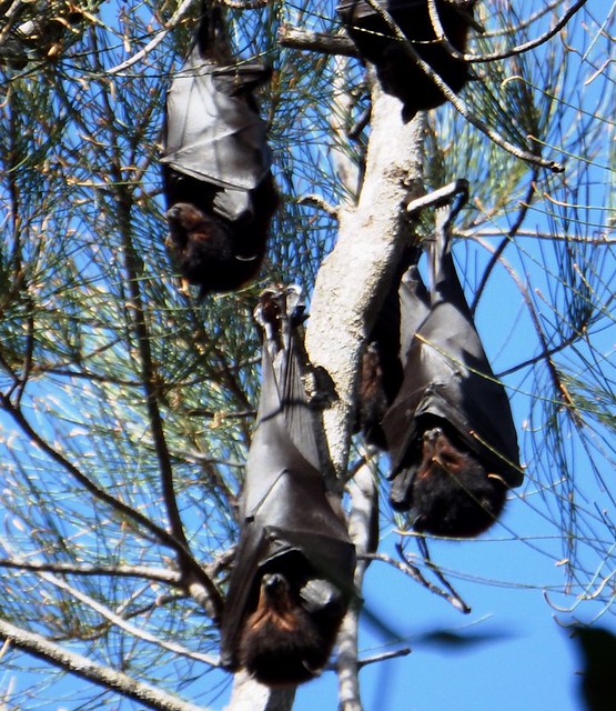 Fruit Bats Roosting for the day. I could not resist taking a pic as I think they are wonderful, these should not be sold in asian wet food markets to be eaten by humans. .