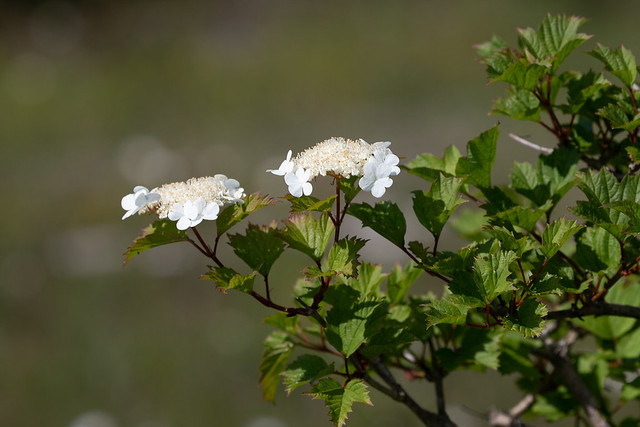Kvalkved (Guelder-rose / Viburnum opulus) // Guelder-rose (Kvalkved), Høvblege