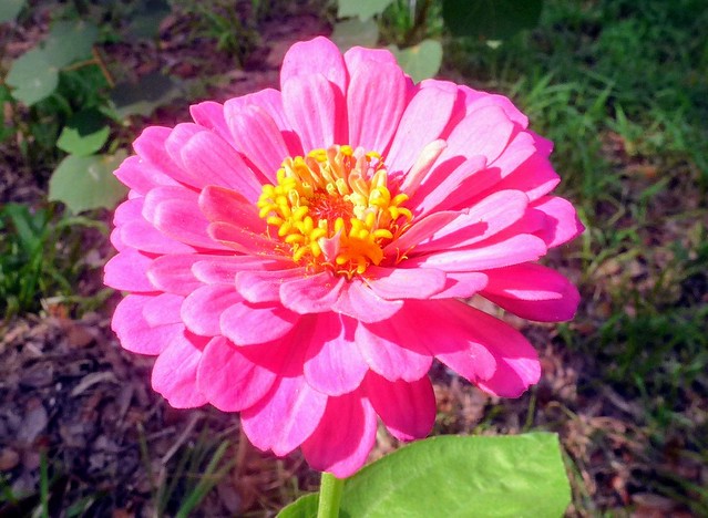 Summer Zinnia, Pink -- 1090920~2-1