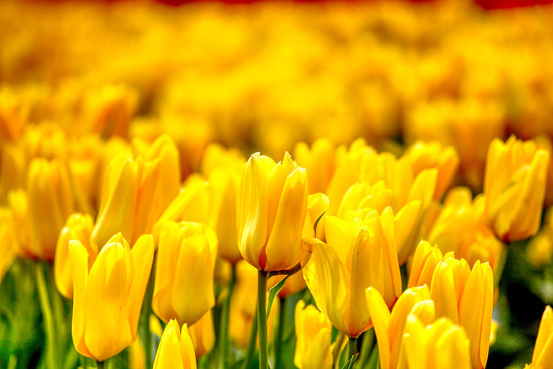 Yellow Tulips Of Skagit Valley