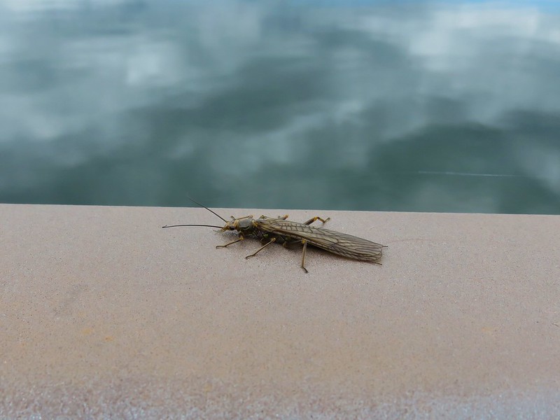 Bug on the bridge over Rat Creek