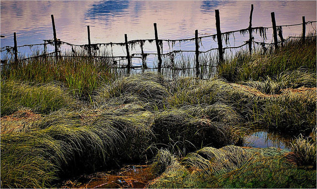 Seaside marshlands