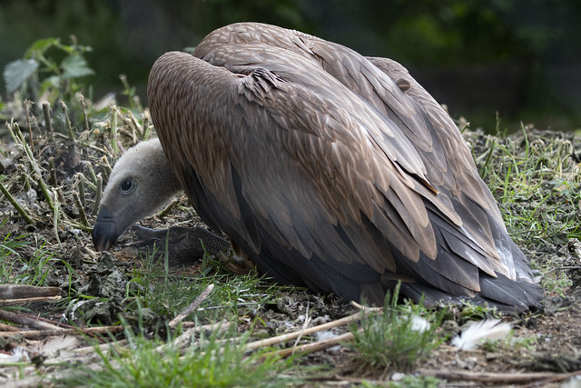 Young Griffon Vulture