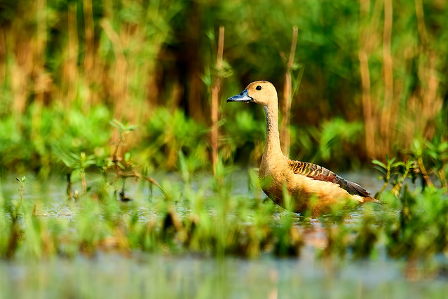 Lesser Whistling Duck (Dendrocygna Javanica)
