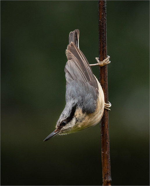 Nuthatch in typical pose.
