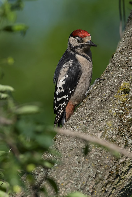 Great Spotted Woodpecker juv