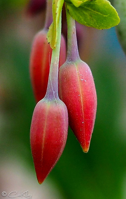 Red flower buds closeup