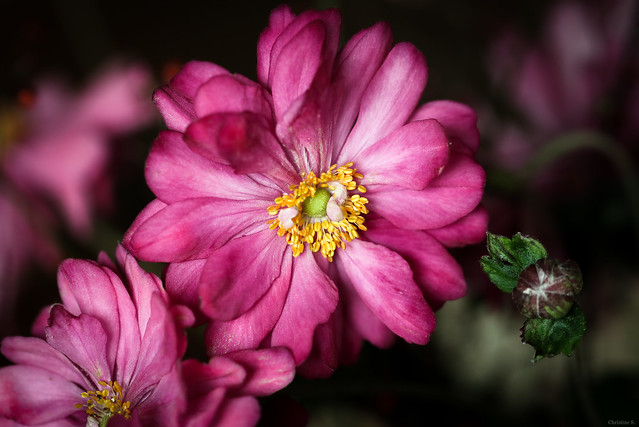 pink Japanese anemones