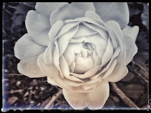 Rose in Snapseed