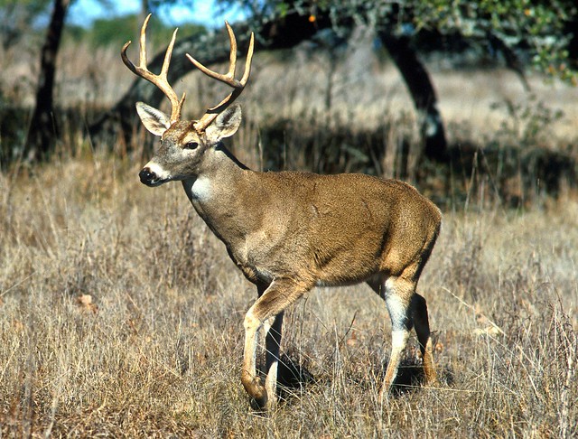 A white tailed buck