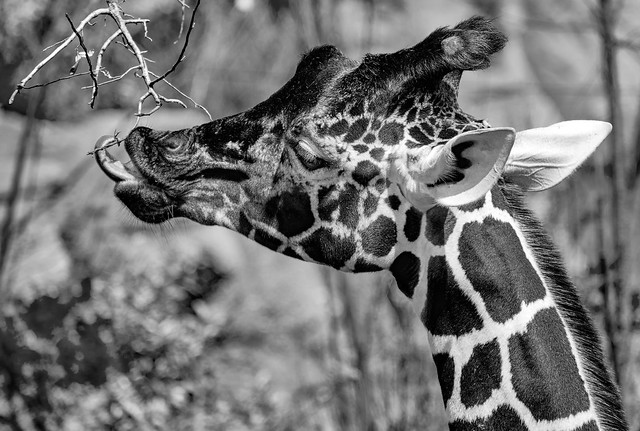 Hungry giraffe