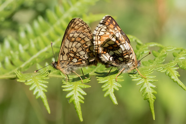 Heath Fritillary - mating pair (explored)