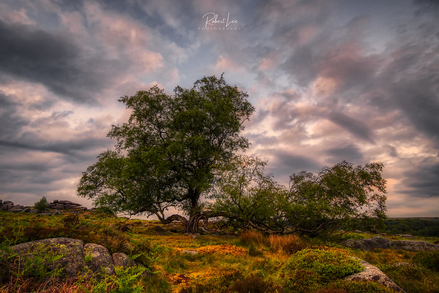 The Owler Tor Tree