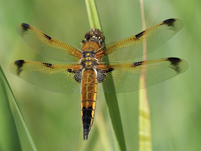 Four-spotted Chaser.