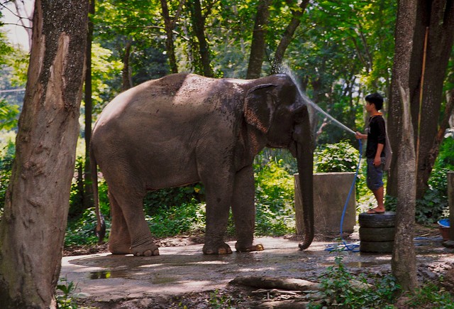 Elephant valley Thailand