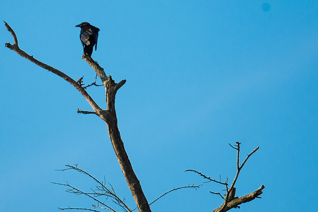 The Ol' Crow