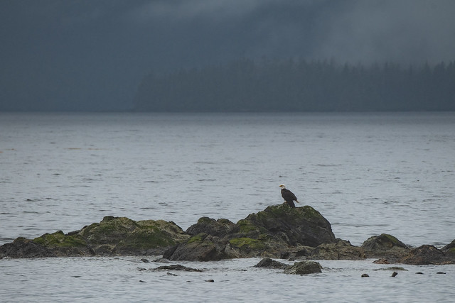Eagle in Juneau
