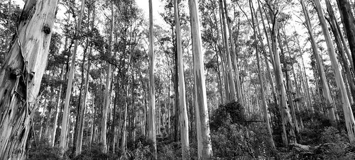 peterrussell nikon d3500 eucalyptusregnans mountainash swampgum warburton victoria australia oshannassyaqueducttrail yarra ranges national park blackandwhite monochrome landscape trees