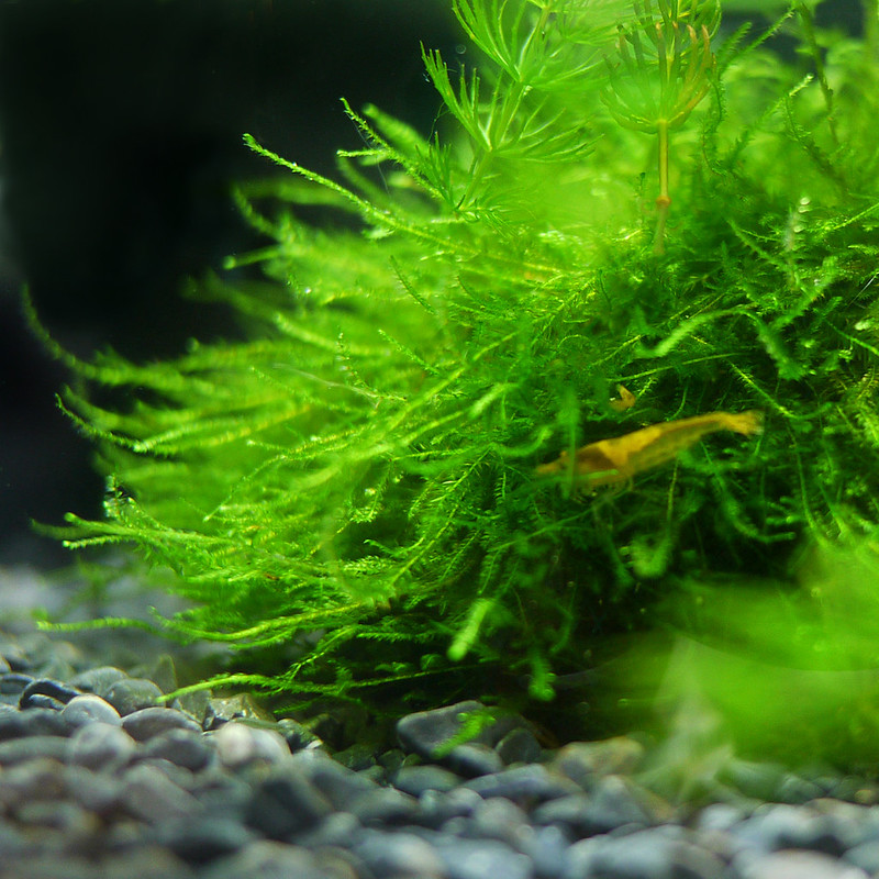 ビオトープ 苔 ウィローモス 水生コケ Aquarium Moss