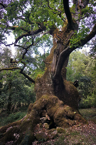 sardegna sardinia quercia paesaggio landscape foresta forest oak flickrtravelaward