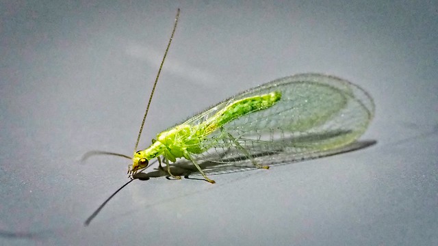 Common Lacewing 19-6-2020
