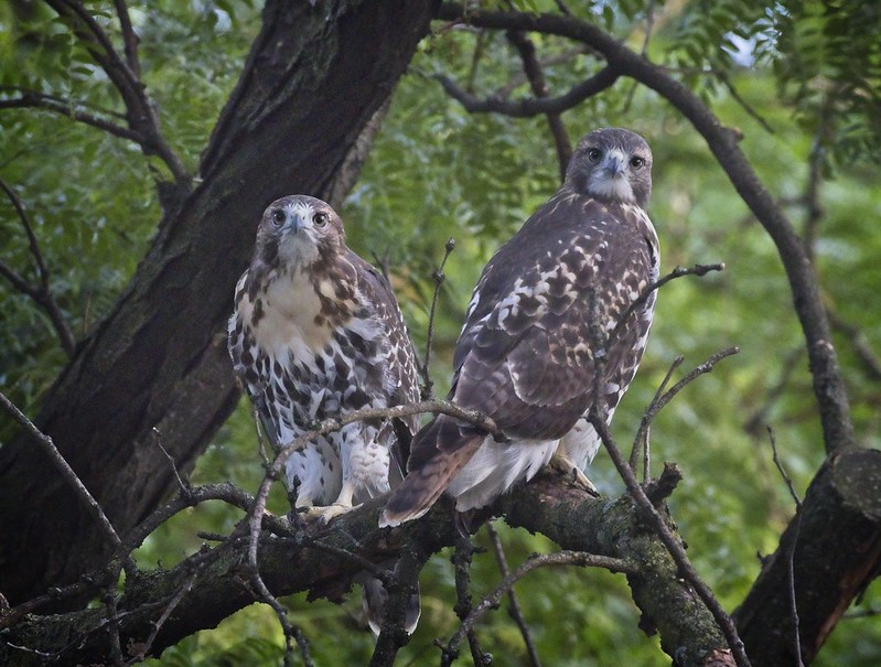Tompkins Square red-tail fledglings