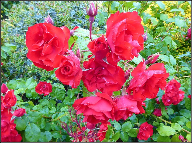 Nice Clutter of Red Roses ..