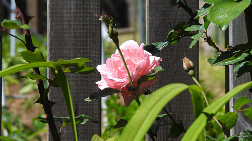 rose fleur vegetaux