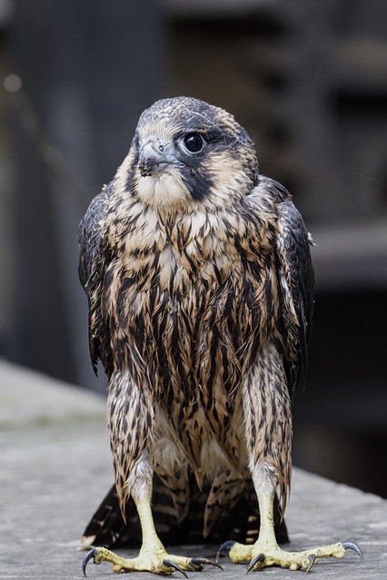 Peregrine Falcon,fledgling