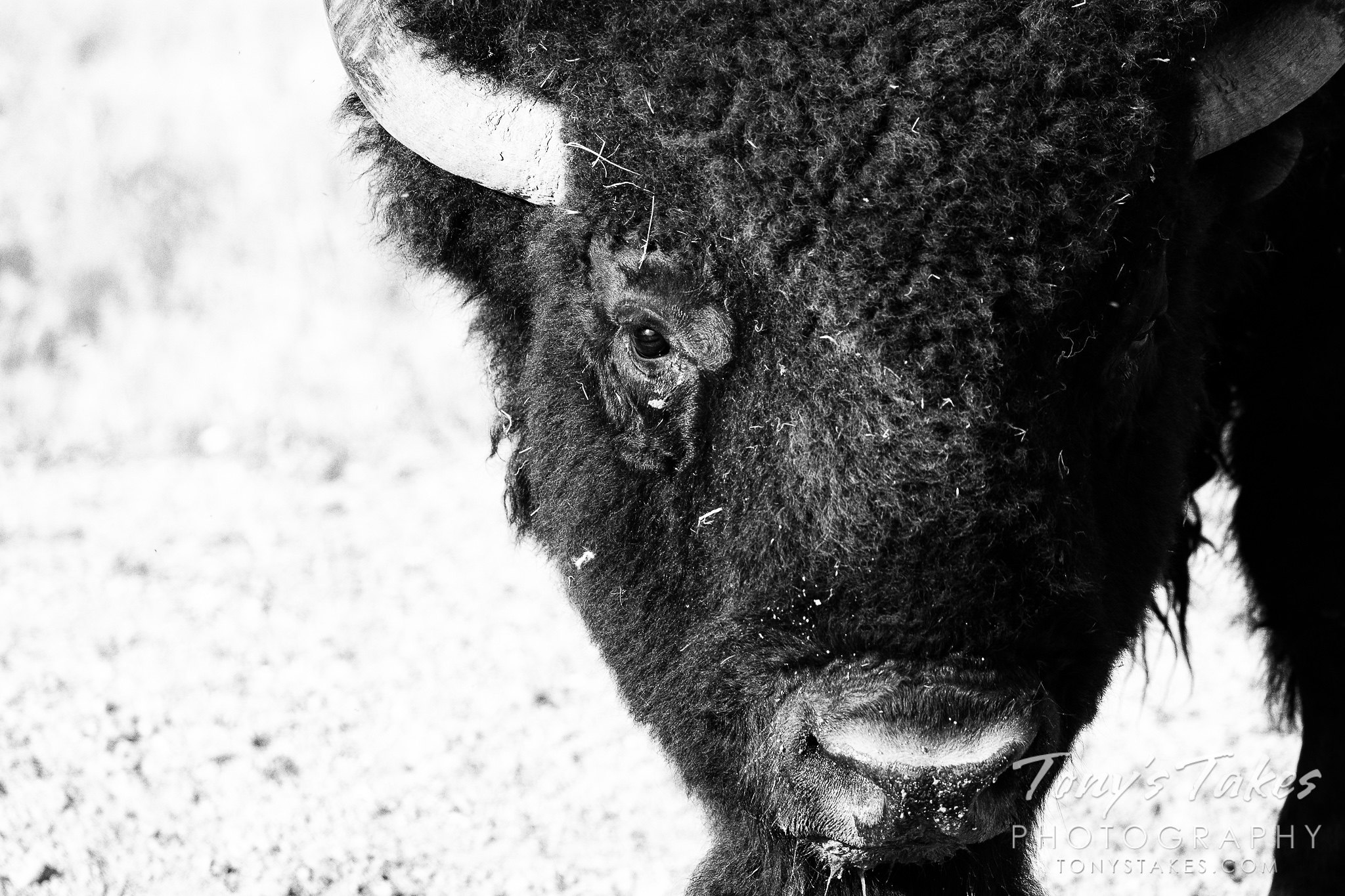 Bison bull in black and white and up close and personal
