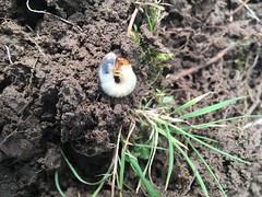 C-shaped white grub laying on recently-dug soil