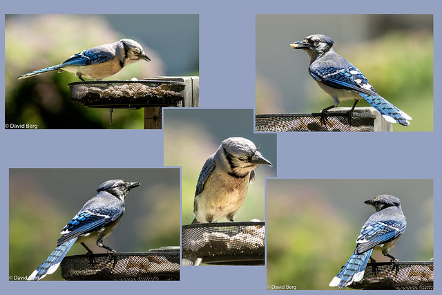 A Blue Jay Comes to Dinner