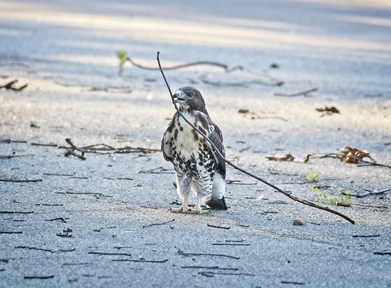 Tompkins Square red-tailed fledgling