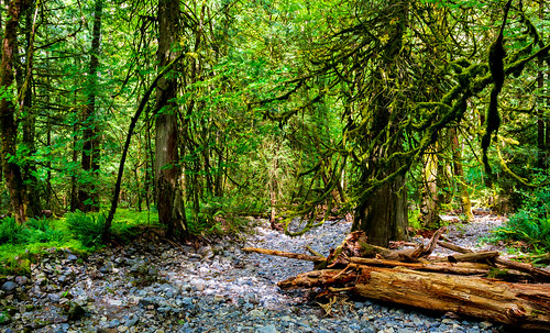 green trees forest canada vancouverisland nikon vivid landscape woods oldgrowth highres hd