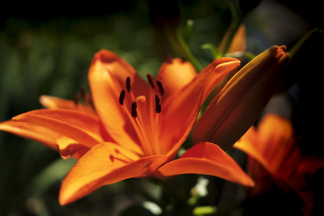 Orange Flower 1a