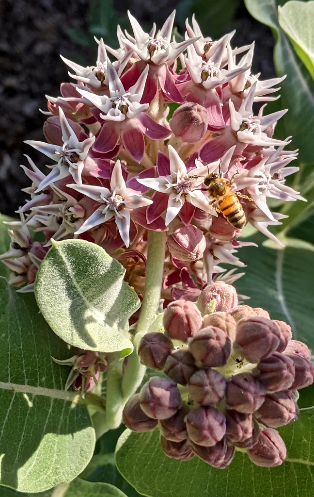 Honey Bee on Showy Milkweed