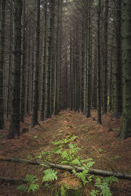 Llandegla Forest, Denbighshire