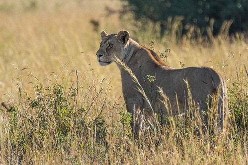 Lioness in Maasai Mara | by Nicolas Hoizey