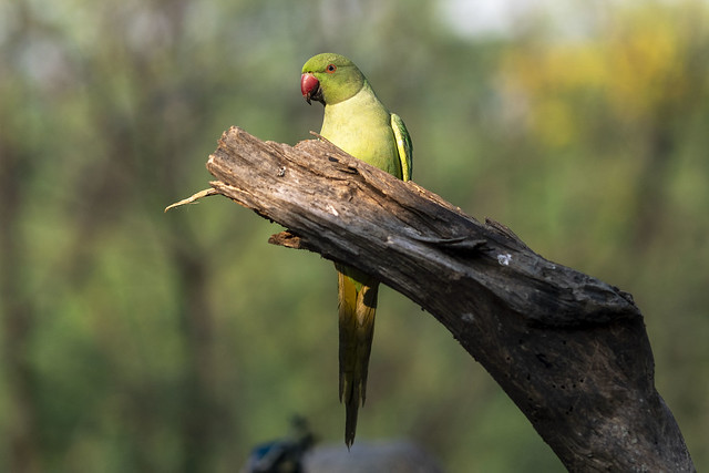 Parrot - Bharatpur - India