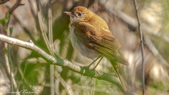 Grive fauve - Catharus fuscescens - Veery