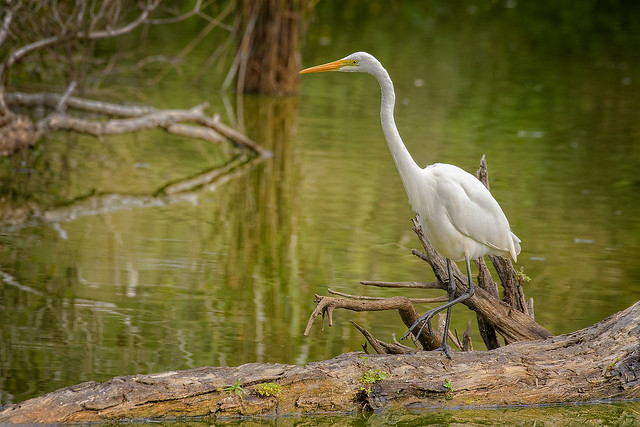 creatures of the wetlands- eastern great egret
