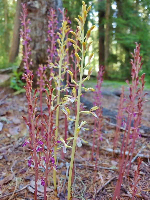 Pacific coralroot