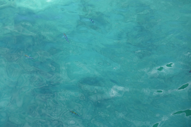 マヌカン島の熱帯魚